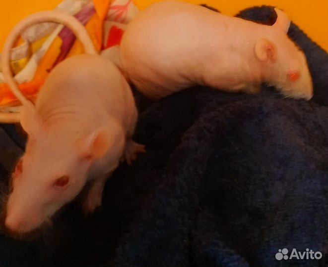 Лысые крысы