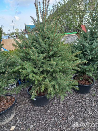 Туи, Эль, Декоративные Растение