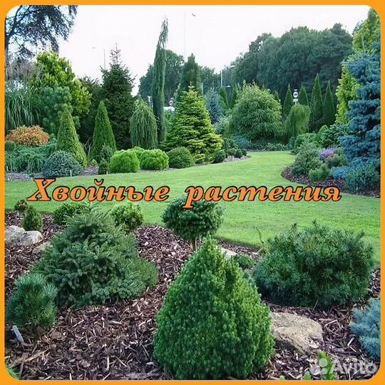 Хвойные растения