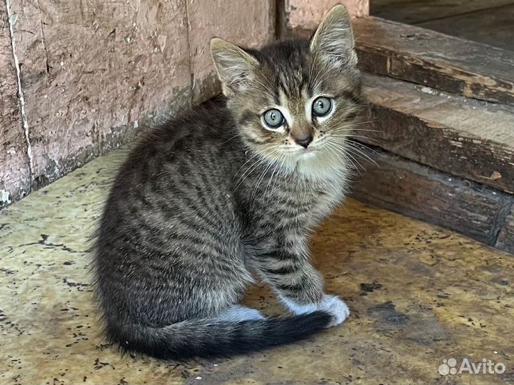 Котик ищет дом