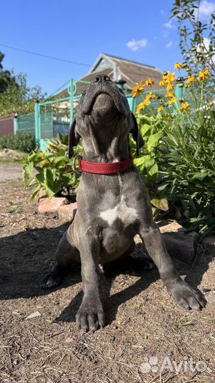 Щенки питбультерьера