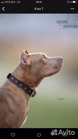 Американский питбультерьер