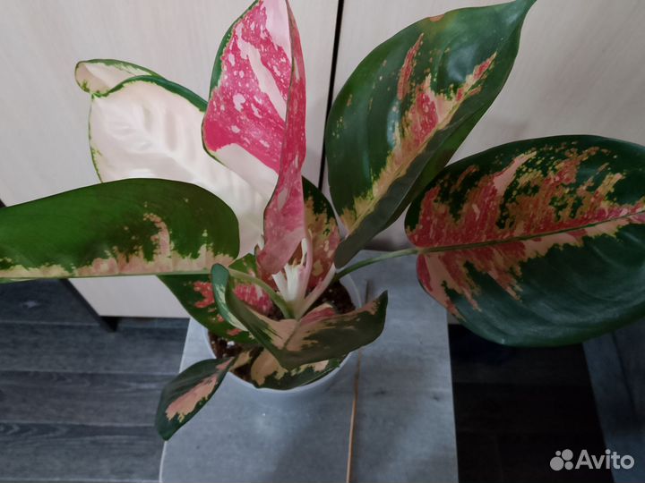 Аглаонема Кочин триколор