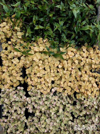 Каллизия разных сортов