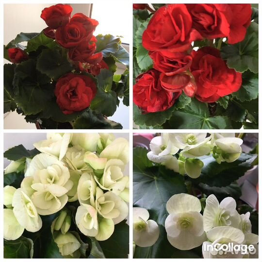 Цветущие бегонии элатиор