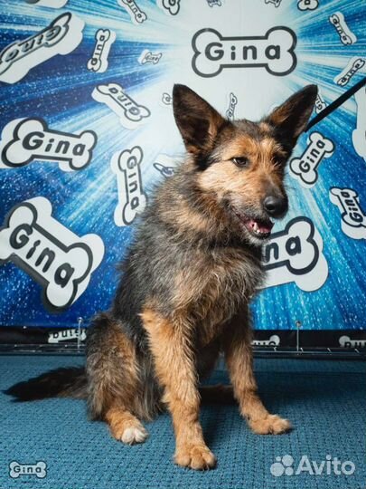 Собака Кенга