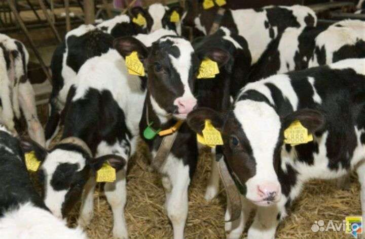 Бычки телята для откорма