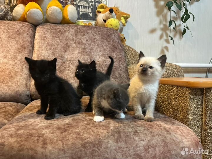 Отдам котят
