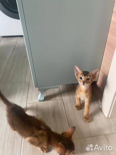 Абиссинская