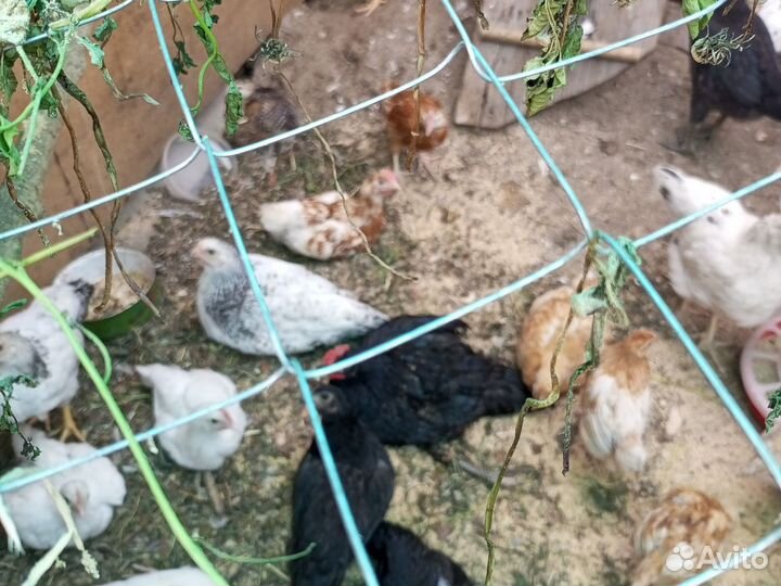 Цыплята петушки