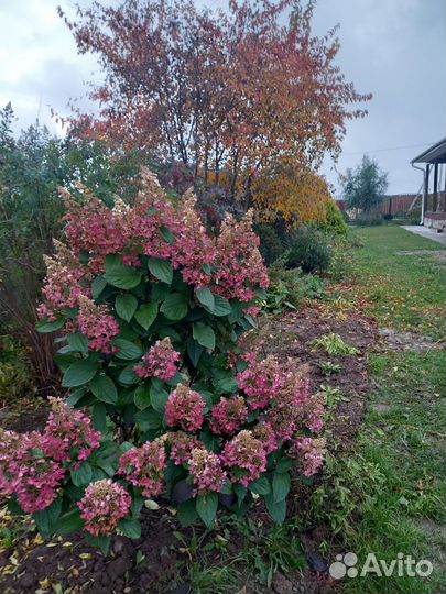 Гортензия метельчатая саженцы