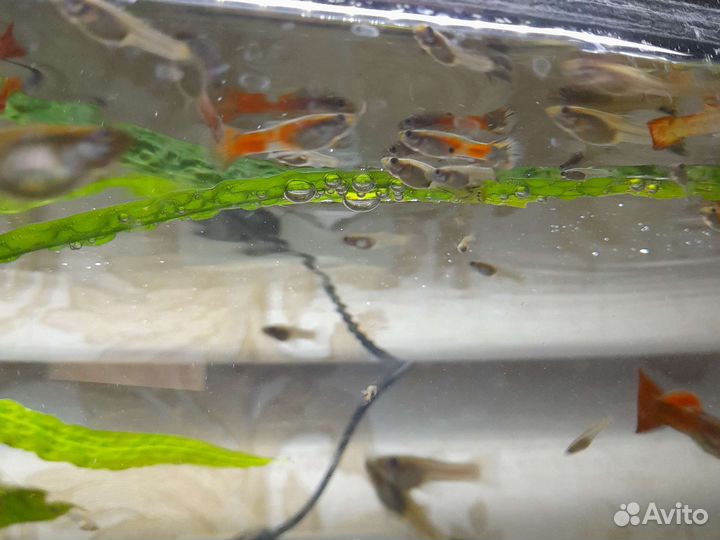 Аквариумные рыбки гуппи