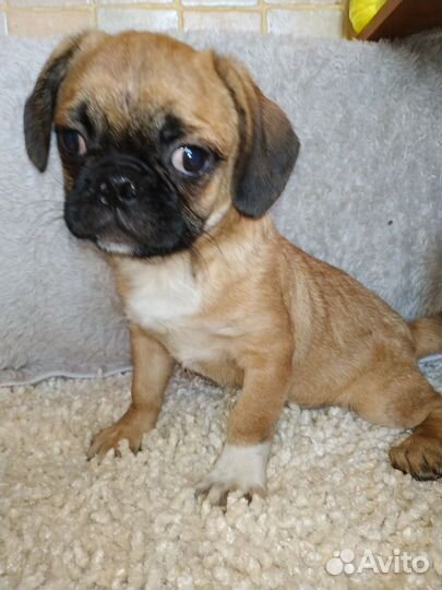 Мопс дизайнерский