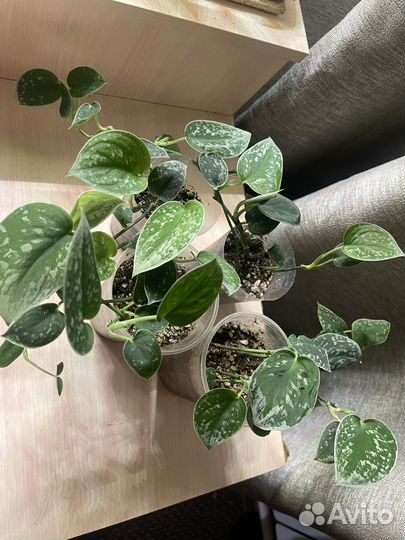 Сциндапсус Аргиреус