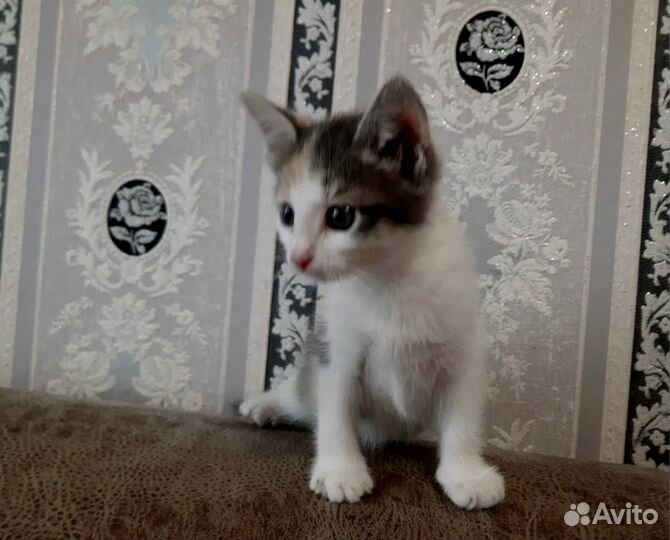 Котенок девочка