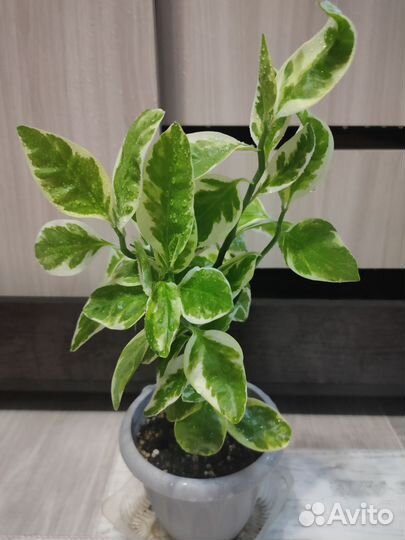 Педилантус