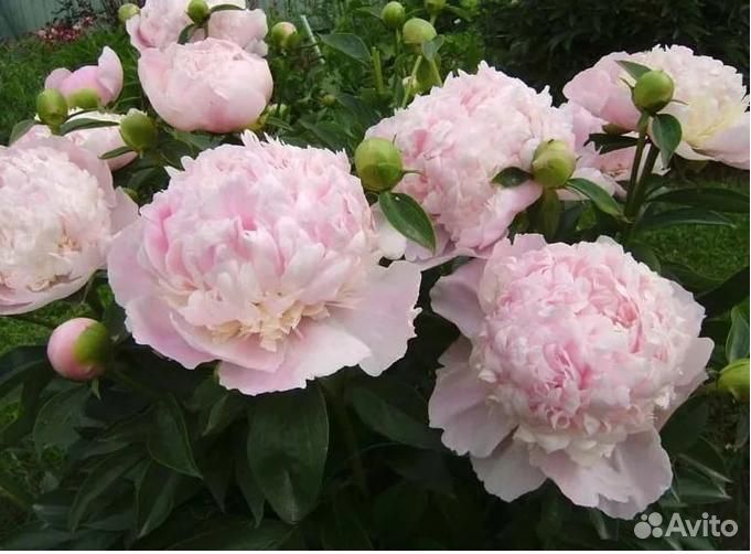 Клубни нарцисс