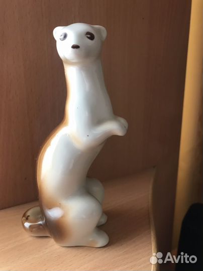 Ласка хорек