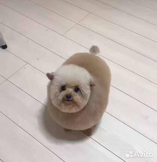 Передержка. Последим за вашими животными