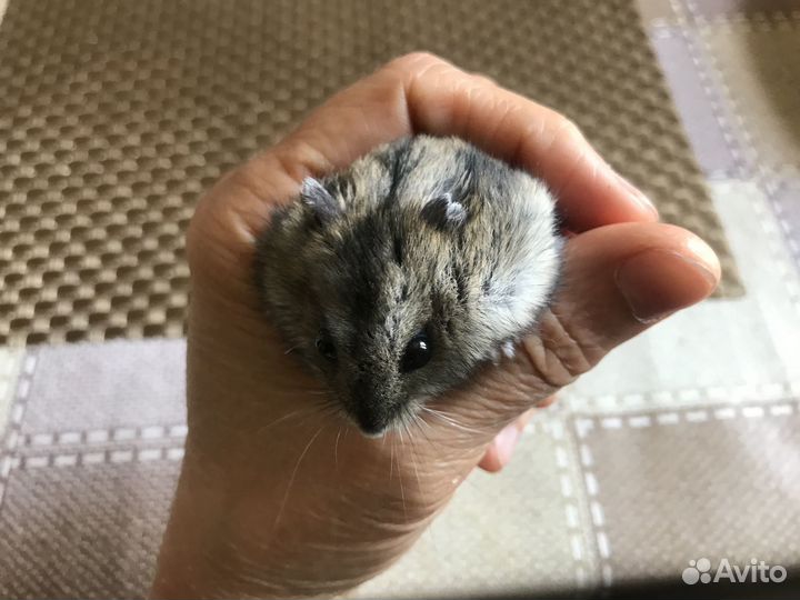 Отдаю джунгарского хомячка