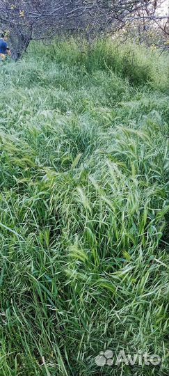 Трава для скотины