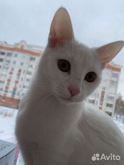 Отдам кошек в добрые руки