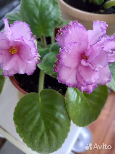 Цветущие фиалки