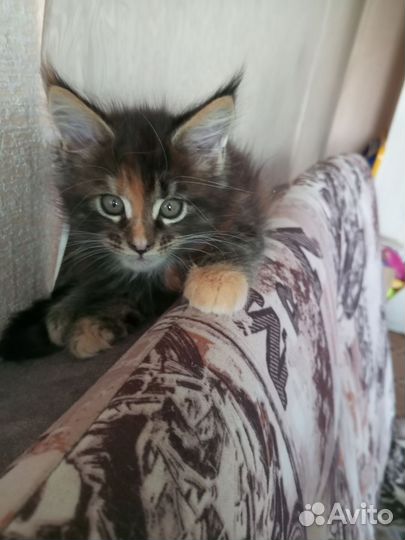 Кошечка Майн кун