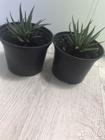 Хавортия жемчужная