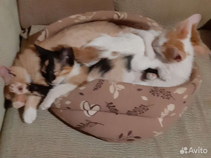 Страшные котята