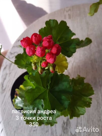 Пеларгония Патриция андреа. Принцесса грейс и др