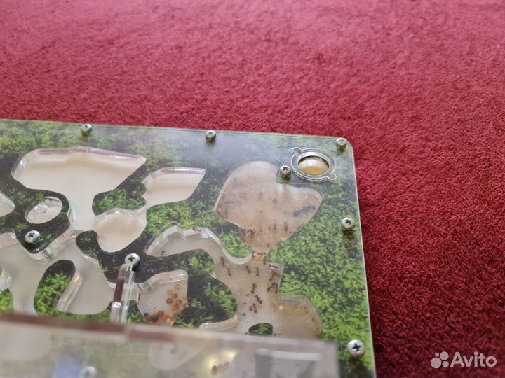 Муравьиная ферма (большая) с муравьями