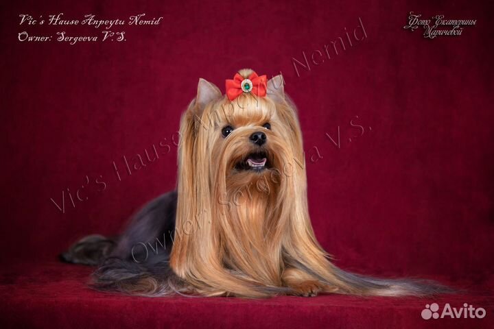 Груминг чистка зубов стрижка животных