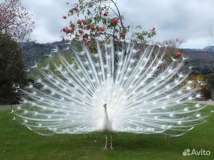 Белый павлин