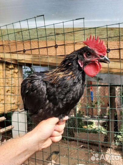 Молодые петухи