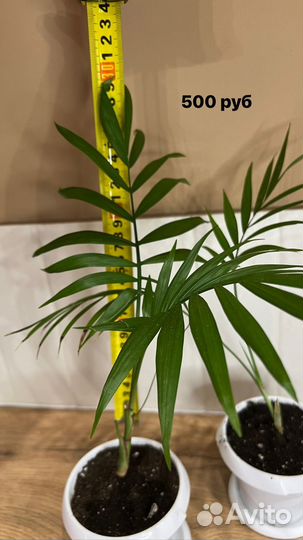 Замиокулькас долларовое дерево