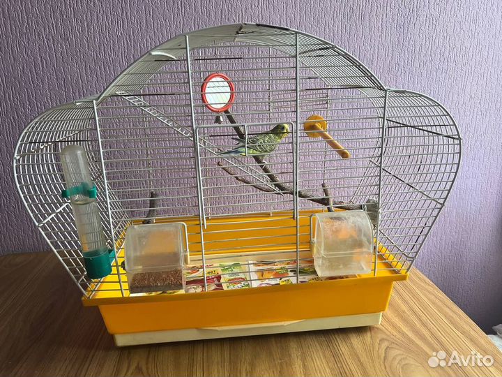 Волнистый попугай с клеткой