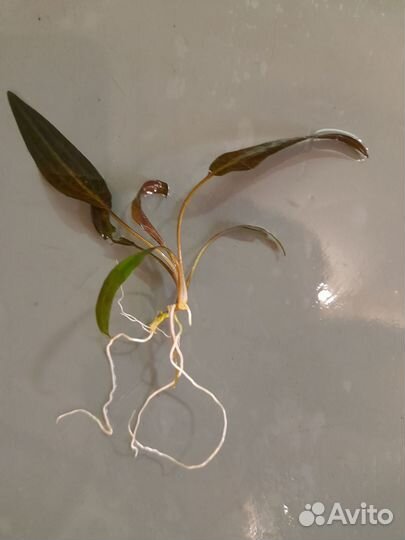 Растения для оквариума