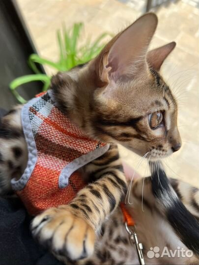 Бенгальский кот