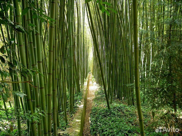 Бамбук морозостойкий Moso, семена