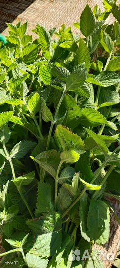 Мята (корни)