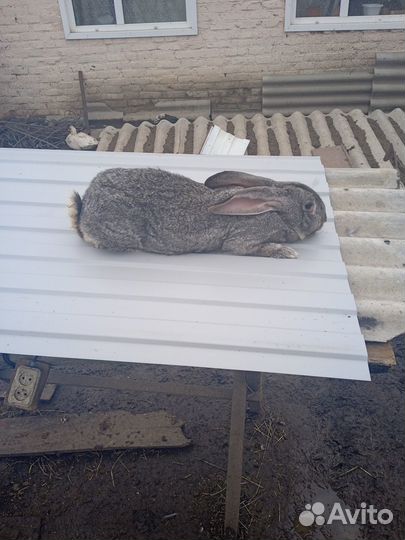 Продажа кроликов