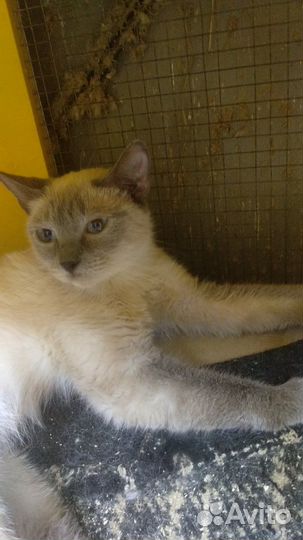 Кошка в добрый дом