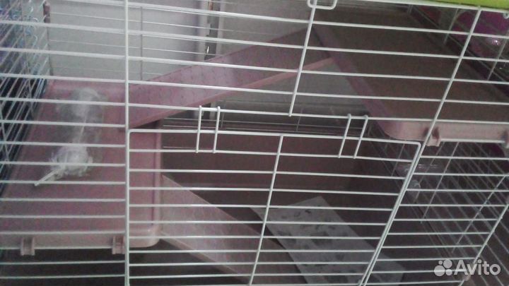 Морская свинка, скинни, кролики