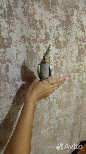 Попугай корелла птенец