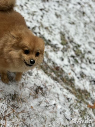 Померанский шпиц