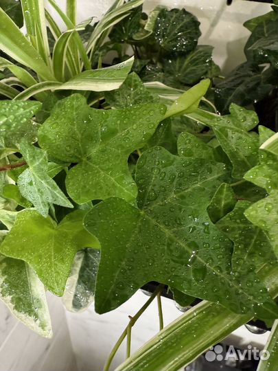 Плющ хедера