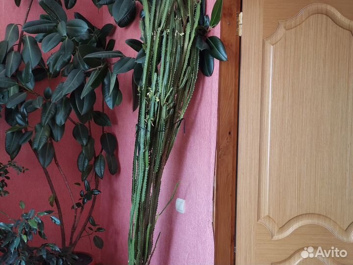 Фикус, шефлера, кактус