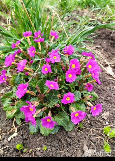 Куст Примула