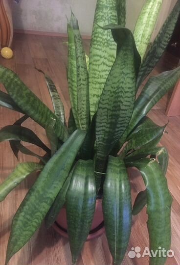 Сансевиерия